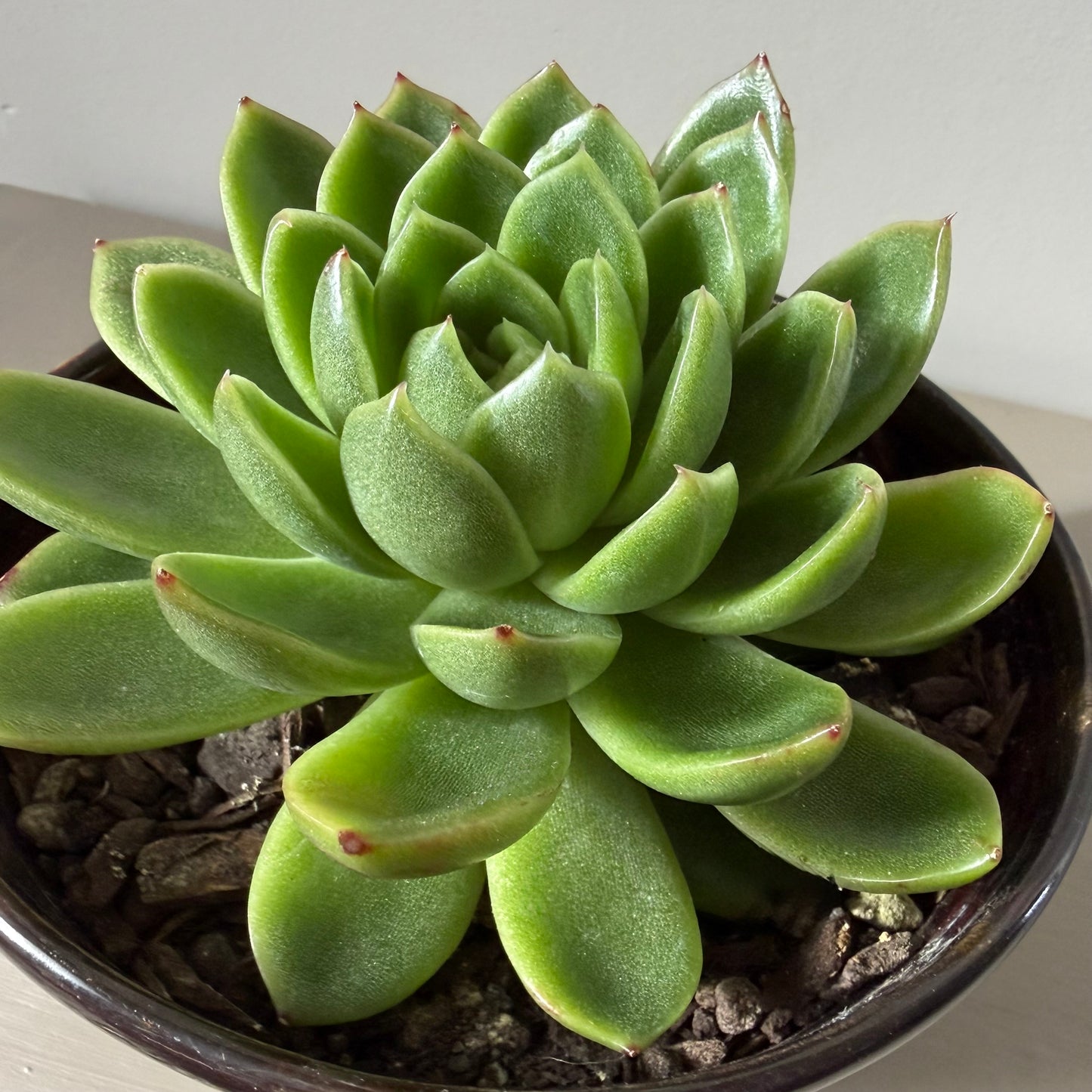 Large Echeveria Miranda in Sakura Tortoise Shell Bowl