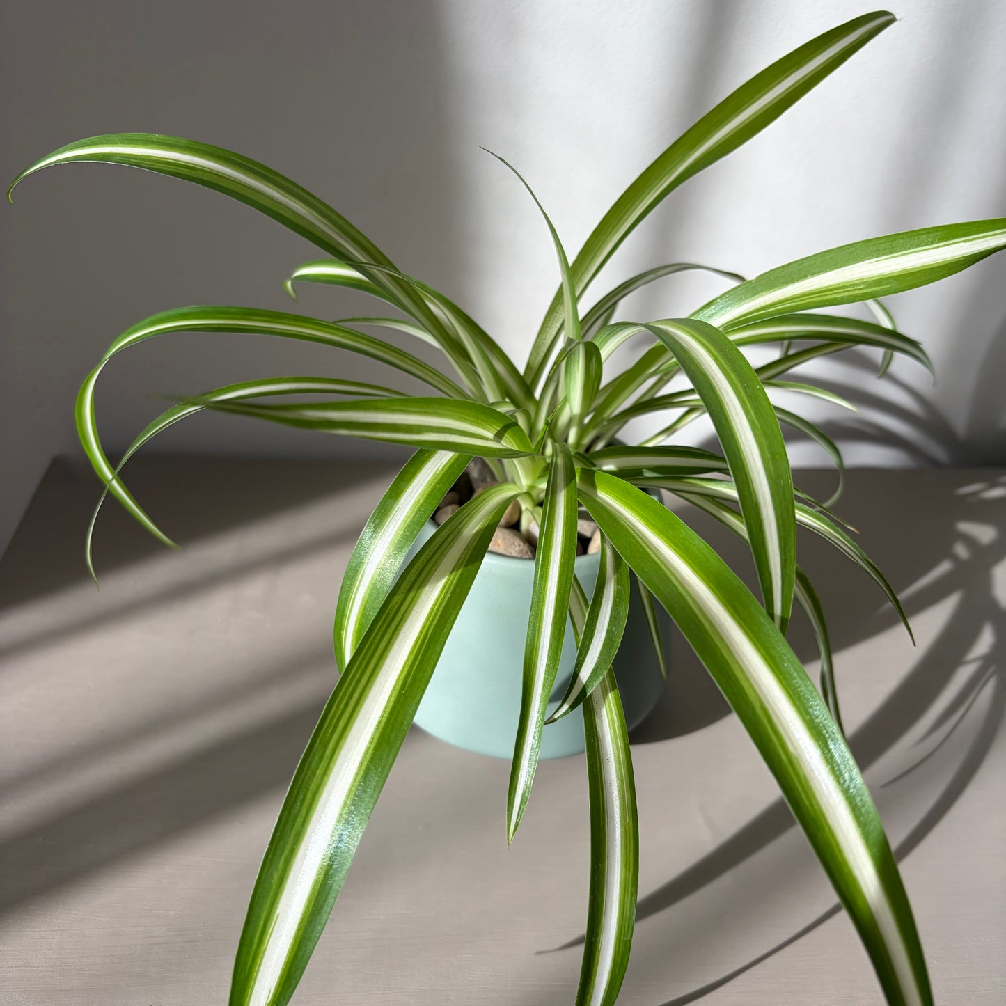 Spider Plant in Coloured Terracotta (Full, 4 Plants)