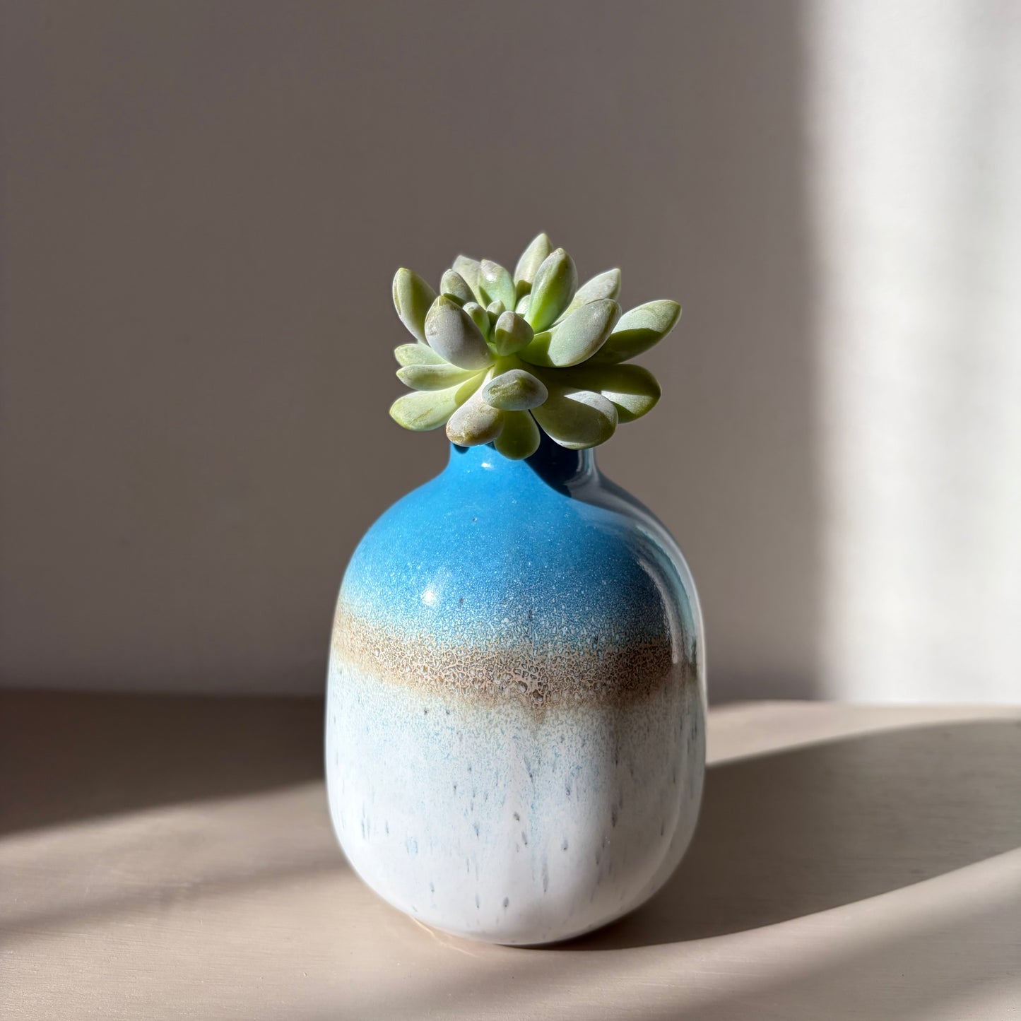 Moonstone succulent in Sass Belle Mojave vase