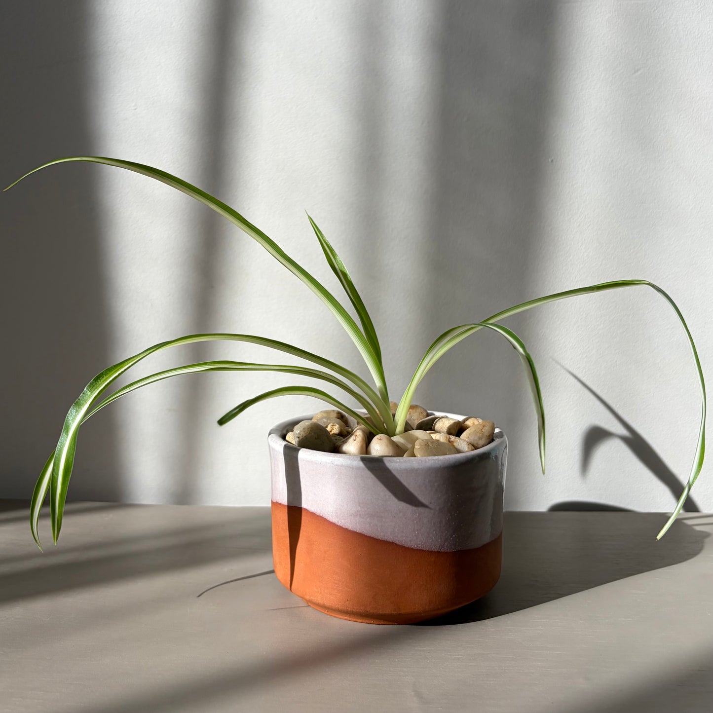 Spider Plant in Modern Two-Tone Ceramic Planter