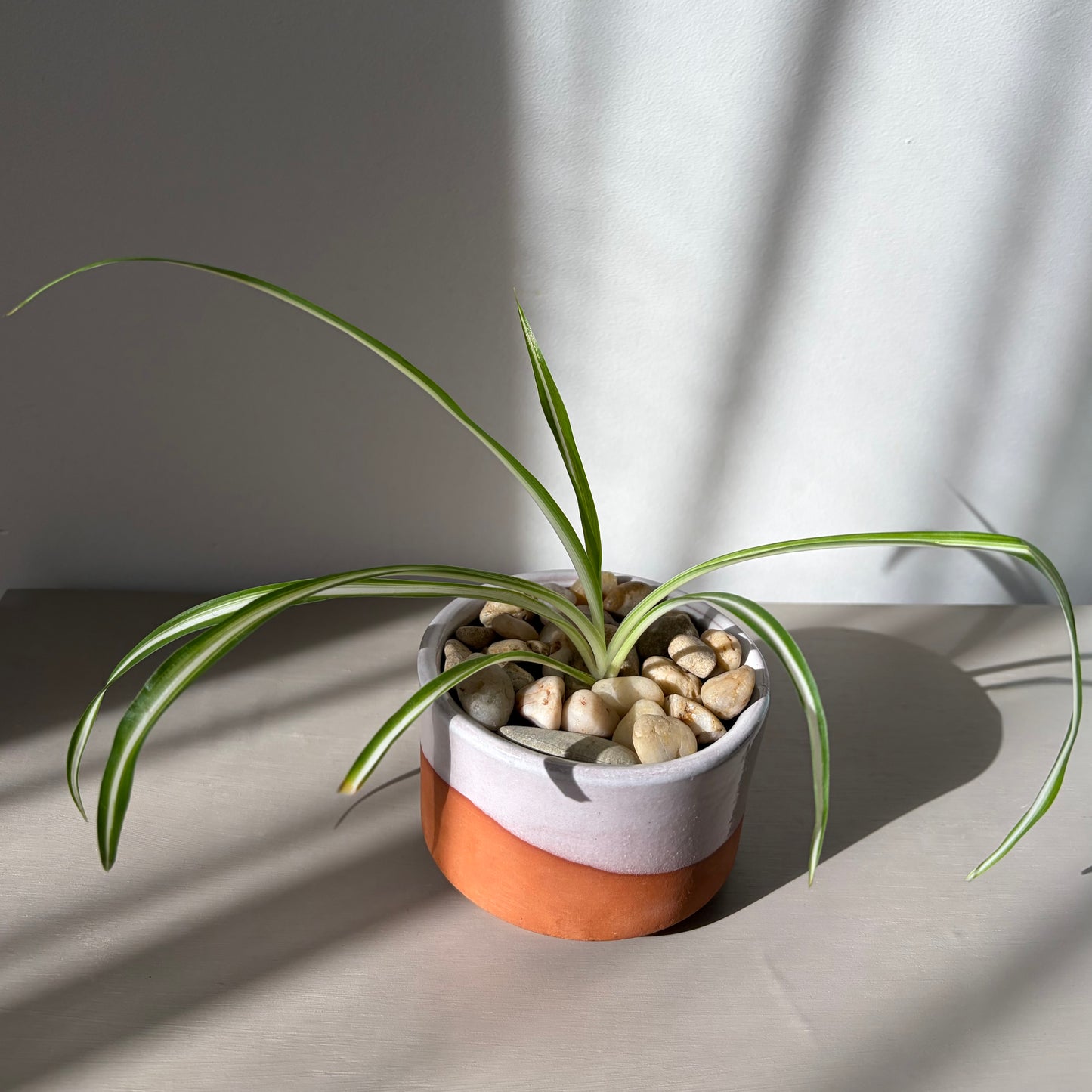 Spider Plant in Modern Two-Tone Ceramic Planter