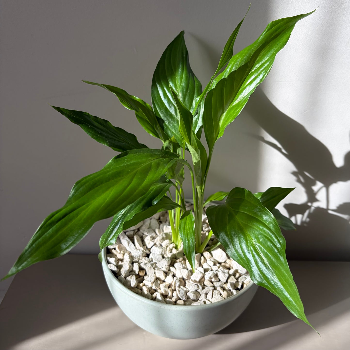 Peace Lily in a ceramic bowl