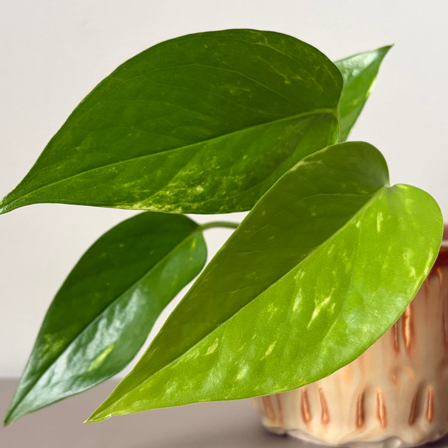 Golden Pothos in Drip Glazed Ceramic