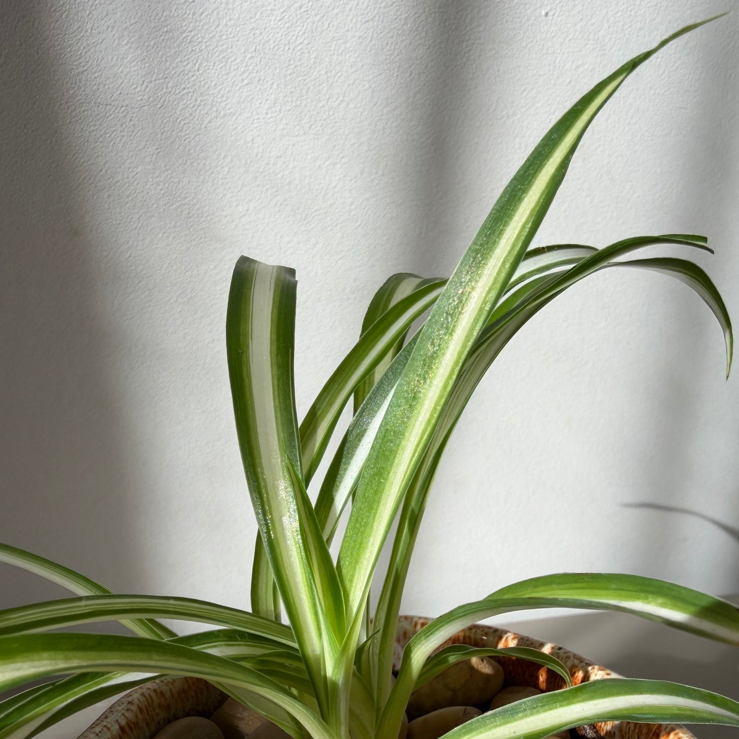 Spider Plant in Glossy Brown Ceramic