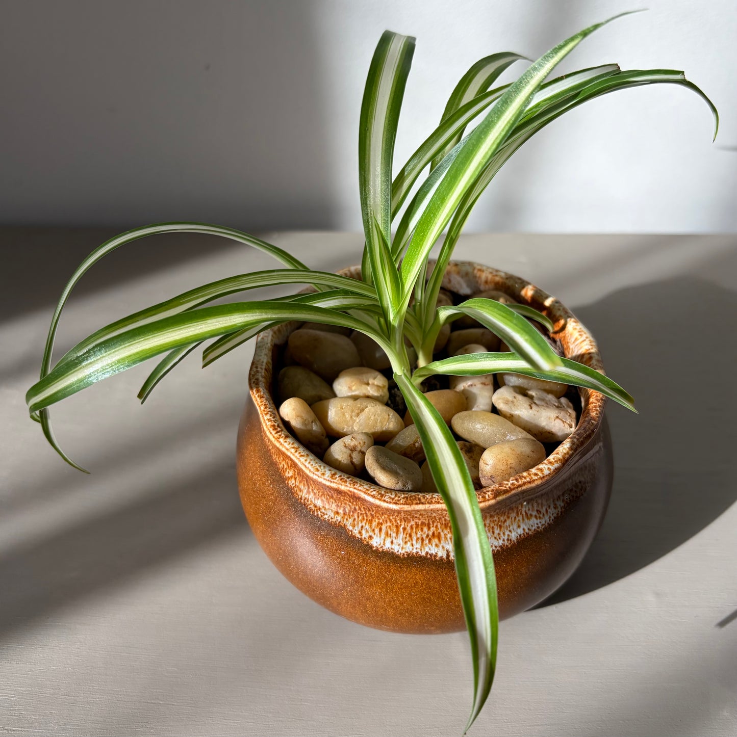 Spider Plant in Glossy Brown Ceramic