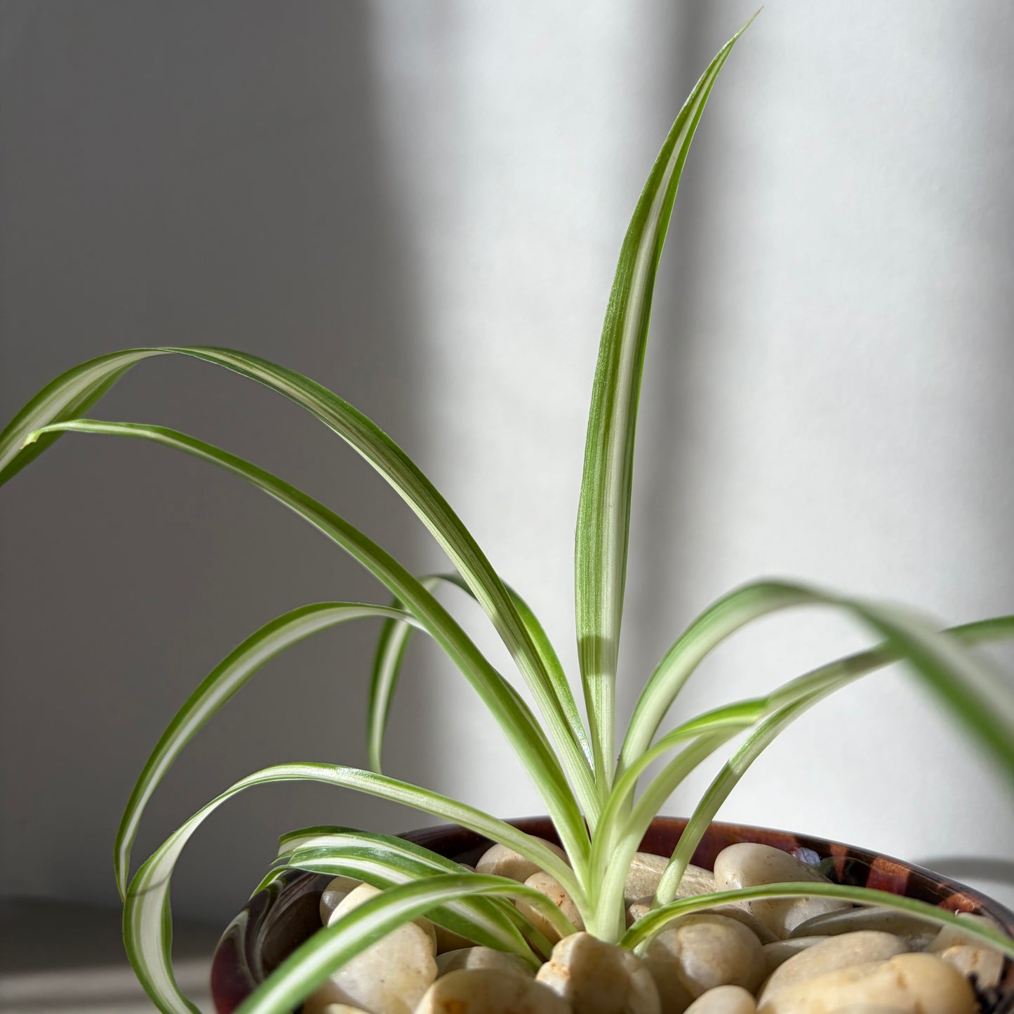 Spider Plant in Drip Glazed Ceramic