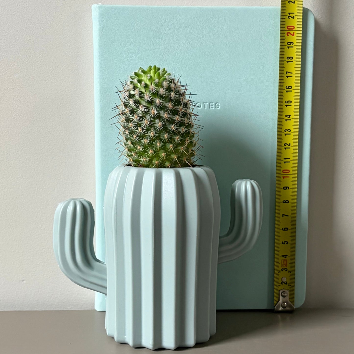 Mammillaria microhelia Cactus