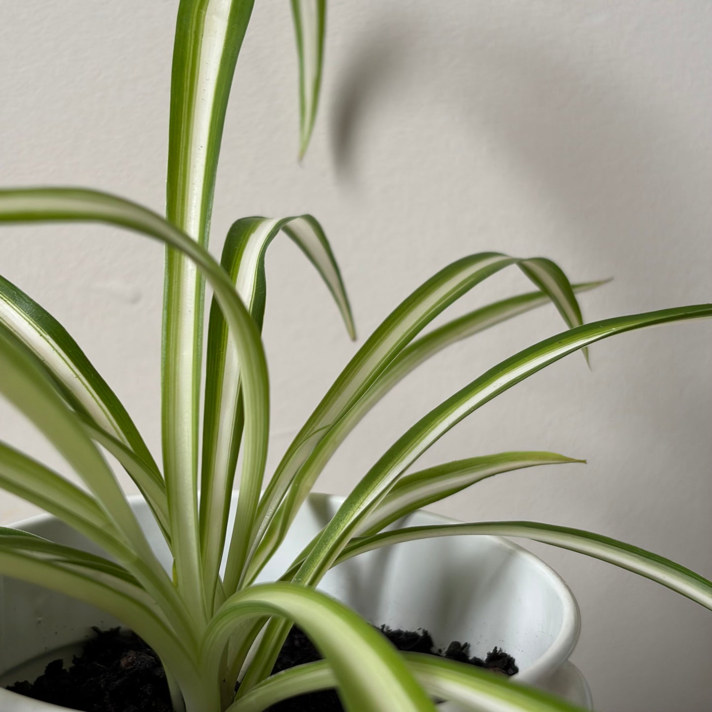 Spider Plant in Metal Bucket Planter (Tall)