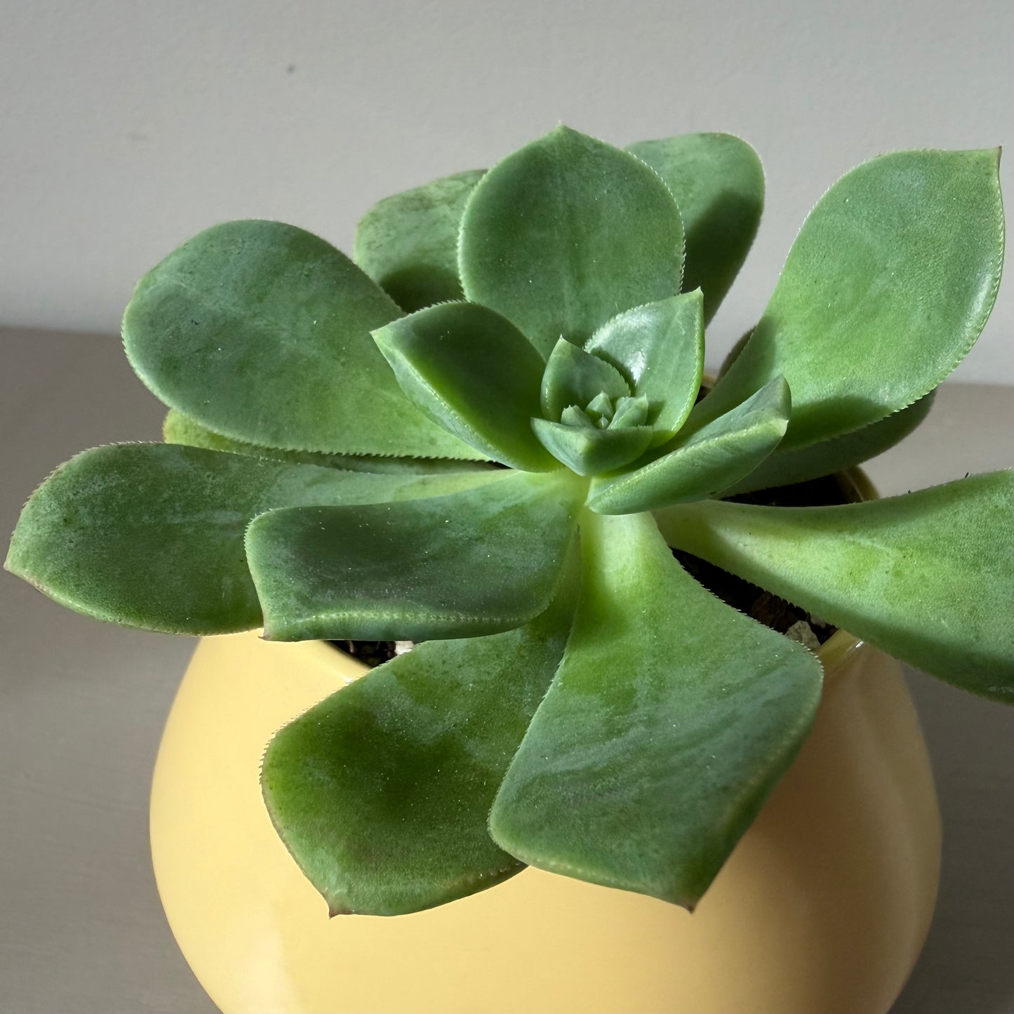 Echeveria Elegans in Vintage Poole Pottery Bowl