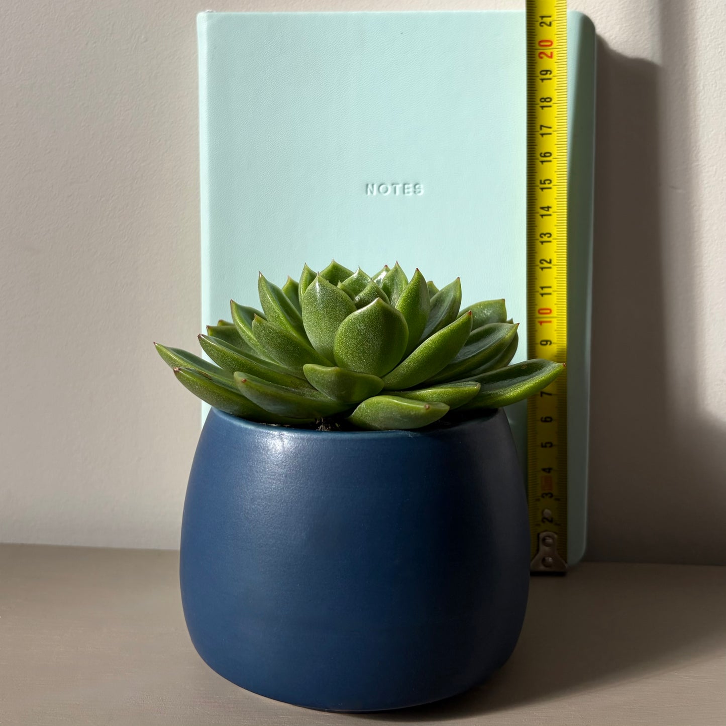 Echeveria Miranda in Blue Ceramic Pot