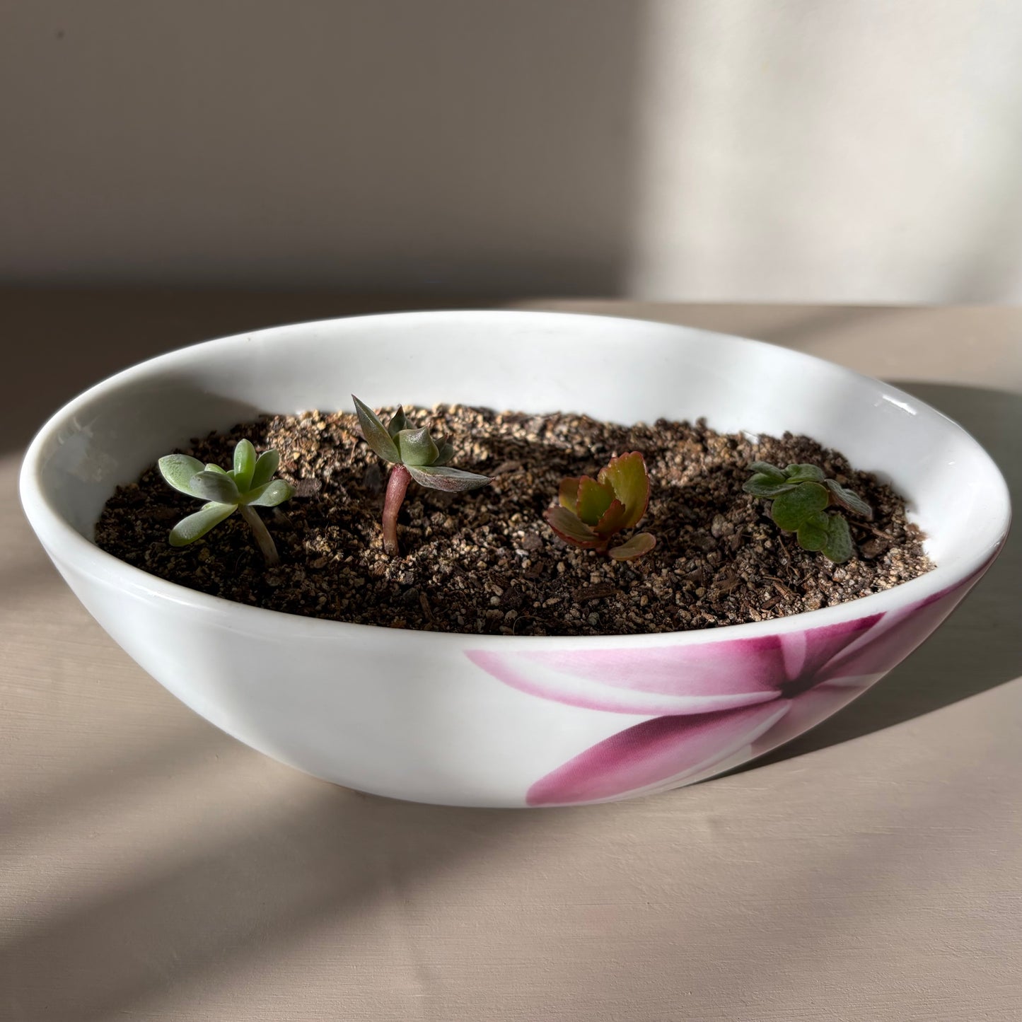 Succulent Collection in Villeroy & Boch Bowl