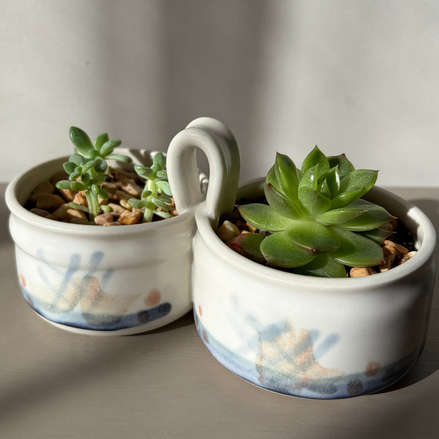 Mixed Succulents in Antique Royal Bonn Dish