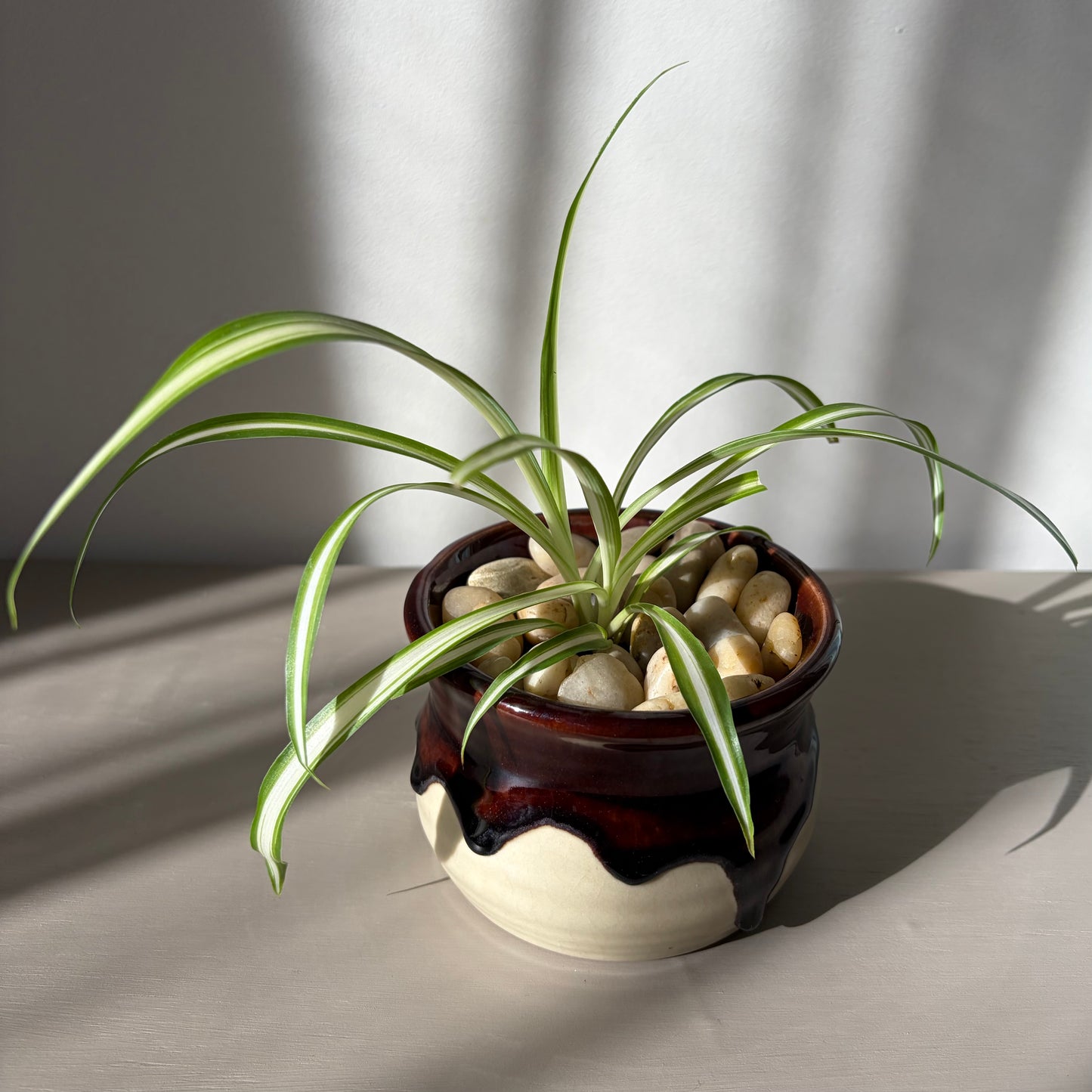 Spider Plant in Drip Glazed Ceramic