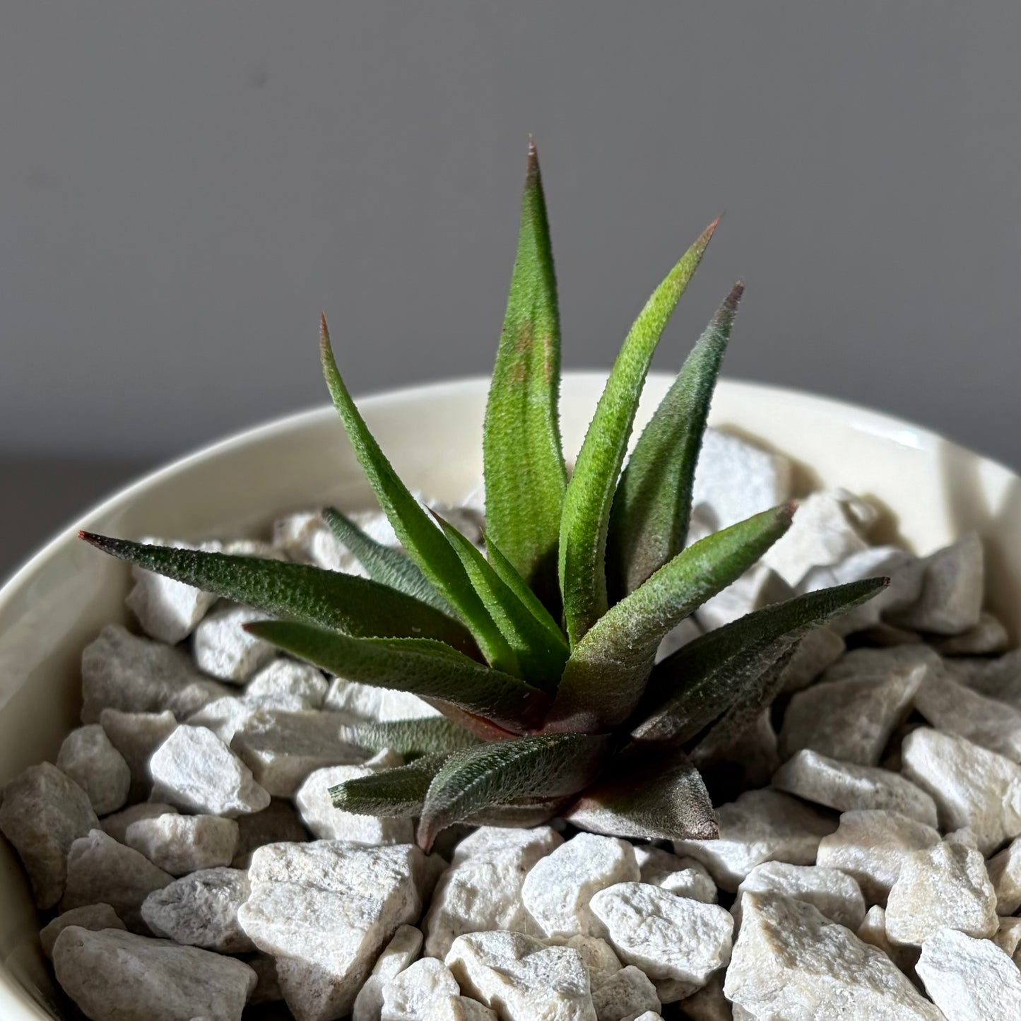 Haworthia paired with a Florentine Verde cup
