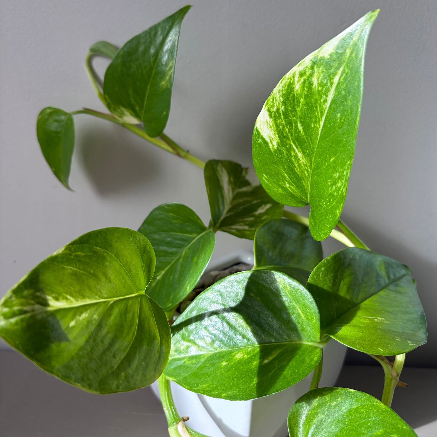 Long Trailing Golden Pothos in White Ceramic Planter